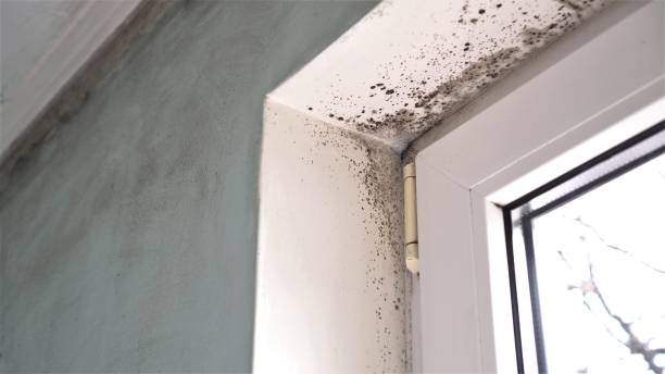 Best Basement Mold Remediation in Plainfield, IL