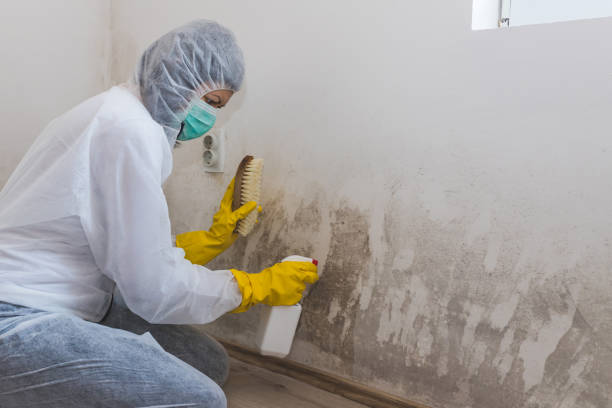 Professional Mold Remediation in Plainfield, IL