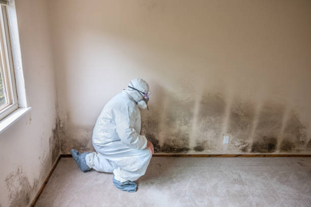 Best White Mold Remediation in Plainfield, IL