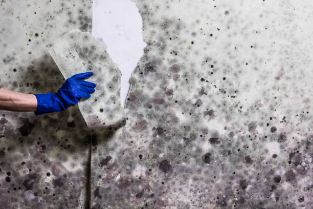 Best Attic Mold Remediation in Plainfield, IL