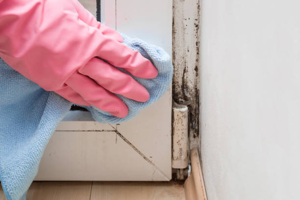 Best Residential Mold Remediation in Plainfield, IL